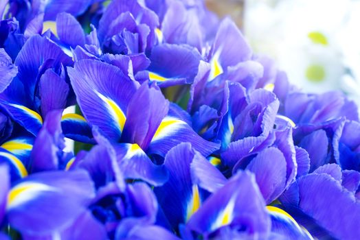 Blue flower irises- nature spring sunny background. Soft focus with bokeh