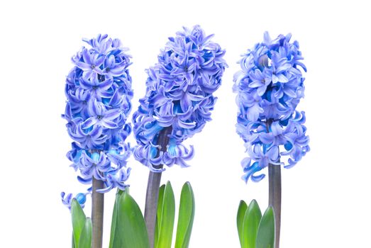 Three blue flowers hyacinthes with green leaves isolated on white