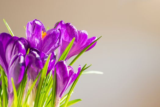 First spring flowers - bouquet of purple crocuses over soft focus background with copyspace