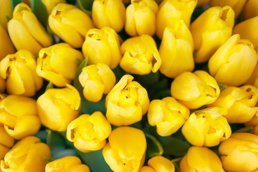 Fresh yellow tulips- nature spring background. Soft focus and bokeh