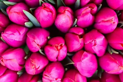 Fresh pink tulips with green leaves- nature spring background. Soft focus and bokeh