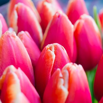 Fresh red tulips with green leaves- nature spring background. Soft focus and bokeh