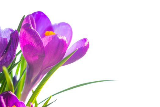 First spring flowers - bouquet of purple crocuses isolated on white background with copyspace