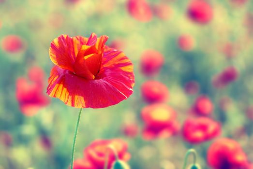 Field of beautiful red poppies with green grass. Instagram like filter