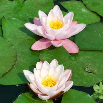 Beautiful pink water lily (Nymphaea alba) in the pond