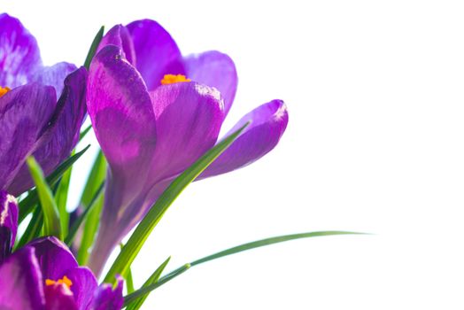 First spring flowers - bouquet of purple crocuses isolated on white background with copyspace