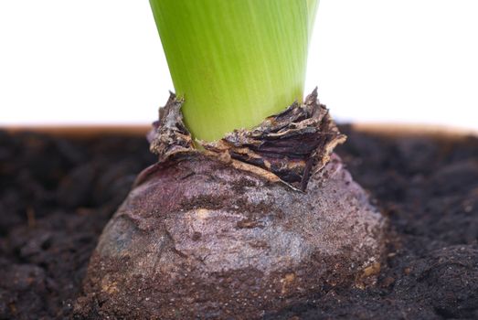 Bulb of hyacinth in the soil isolated on white