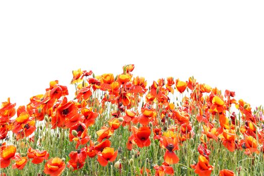 Beautiful red poppies isolated on white background