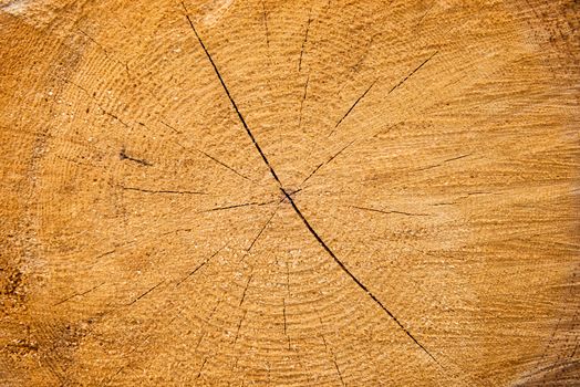 Light yellow cracked wooden texture can be used for background