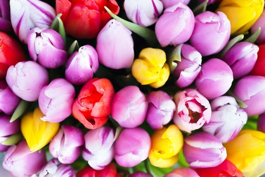 Fresh colorful tulips- nature spring background. Soft focus and bokeh