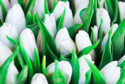 Fresh white tulips with green leaves- nature spring background. Soft focus and bokeh