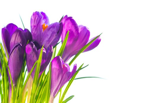 First spring flowers - bouquet of purple crocuses isolated on white background with copyspace