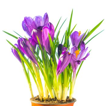 First spring flowers - bouquet of purple crocuses in the ceramic pot isolated on white background