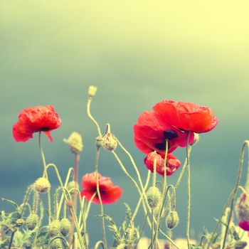 Field of beautiful red poppies with green grass. Instagram like filter