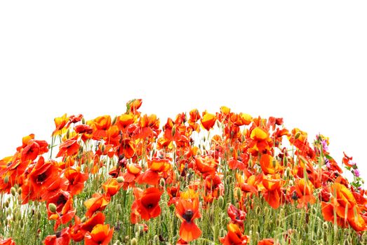 Beautiful red poppies isolated on white background