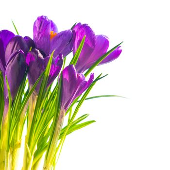 First spring flowers - bouquet of purple crocuses isolated on white background with copyspace