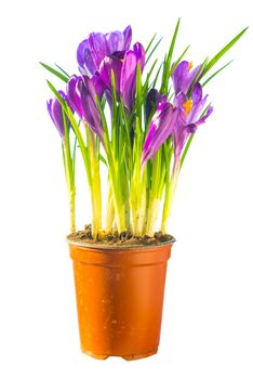 First spring flowers - bouquet of purple crocuses in the ceramic pot isolated on white background