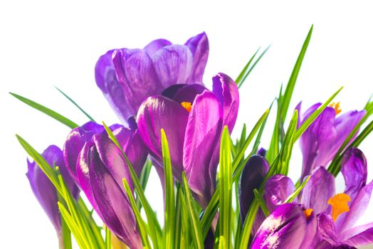 First spring flowers - bouquet of purple crocuses isolated on white background