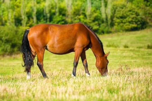 Dark bay horse in a meadow with green grass