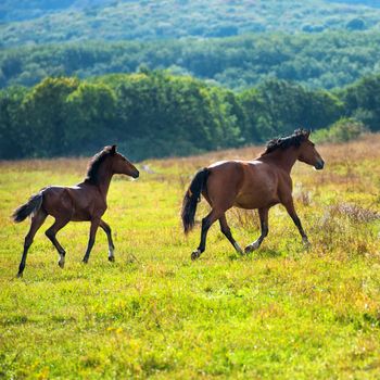 Running dark bay horses in a meadow with green grass