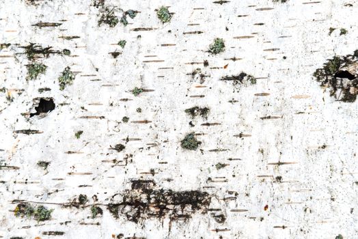 Texture of white birch bark can be used for background