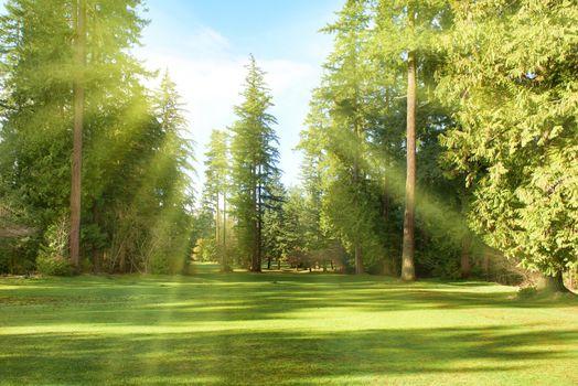 Green park with trees in park under sunny light. Natural spring environment