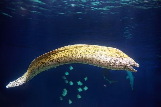 Moray Muraena fish (Gymnothorax favagineus) hunting underwater. Blue water background.