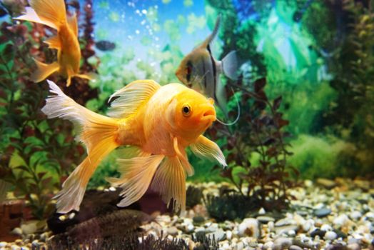 Tropical colorful fishes swimming in aquarium with plants