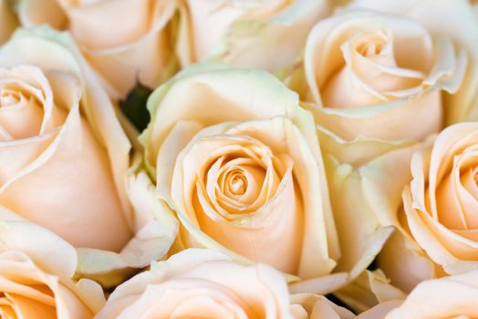 Fresh orange roses with green leaves- nature spring sunny background. Soft focus and bokeh