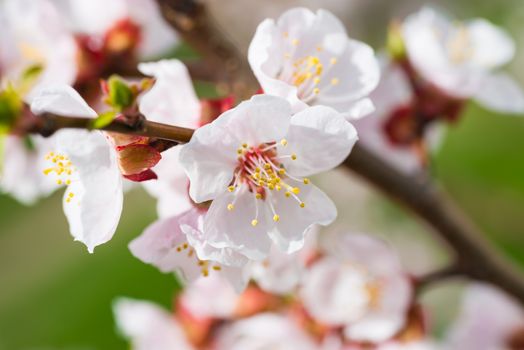 Spring blossoming white spring flowers on a tree against soft floral background