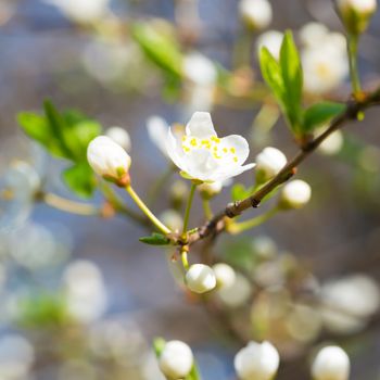 Spring blossoming white spring flowers on a plum tree against soft floral background