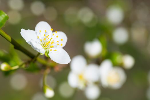 Spring blossoming white spring flowers on a plum tree against soft floral background