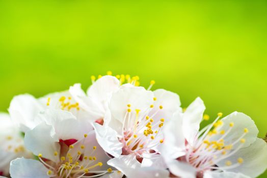 Spring blossoming white spring flowers on a tree against soft floral background