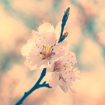 Spring blossoming white spring flowers on a tree against soft floral background. Colorized like instagram
