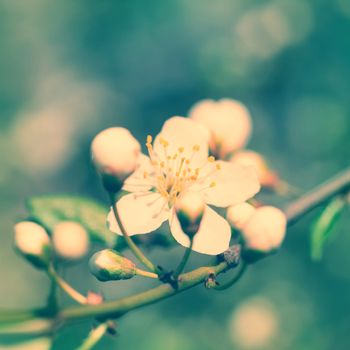 Spring blossoming white spring flowers on a plum tree against soft floral background. Colorized like instagram