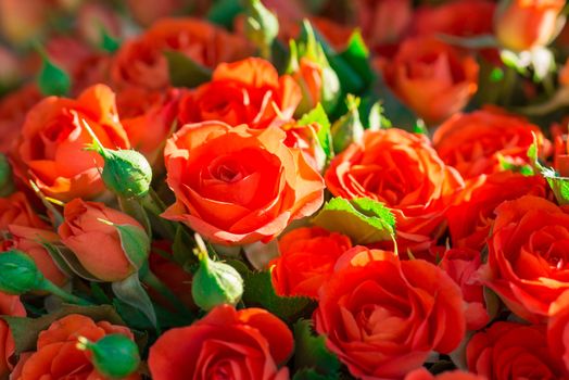 Fresh red roses with green leaves- nature spring sunny background. Soft focus and bokeh