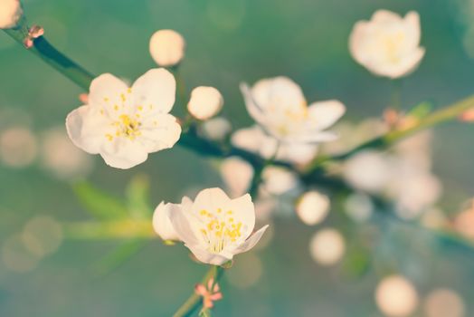 Spring blossoming white spring flowers on a plum tree against soft floral background. Colorized like instagram