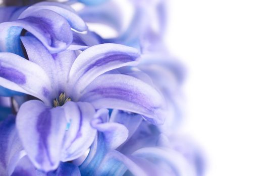 Beautiful blue flowers hyacinthes isolated on white. Spring macro background