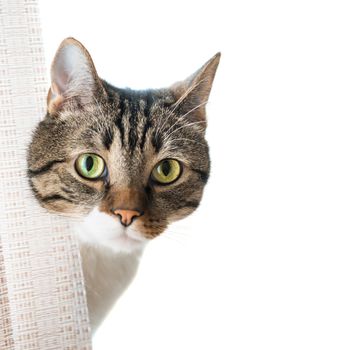 Little gray striped and curiously looking cat isolated on white background