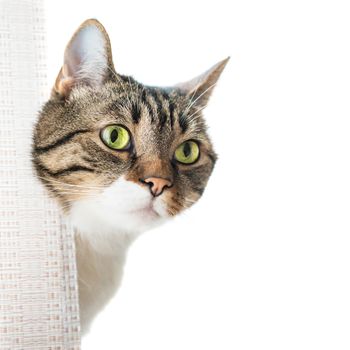 Little gray striped and curiously looking cat isolated on white background