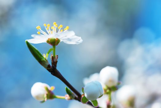 Spring blossoming white spring flowers on a plum tree against soft blue background