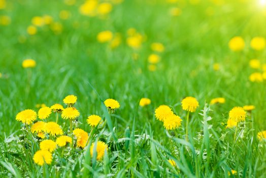 Yellow dandelions on the green field with shining sun