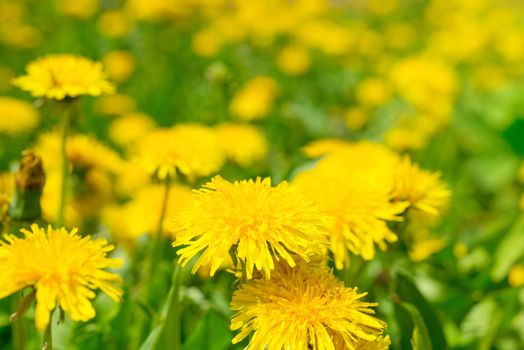 Yellow dandelions on the green field closeup in summer