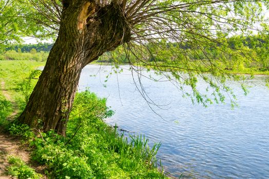 Big old tree on the river bank. Summer day with bright blue sky