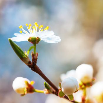 Spring blossoming white spring flowers on a plum tree against soft floral background