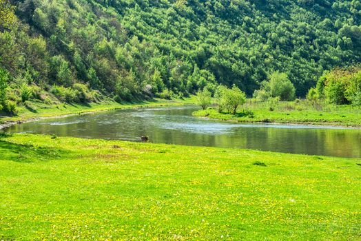 Green river valley covered with grass and forest on the banks