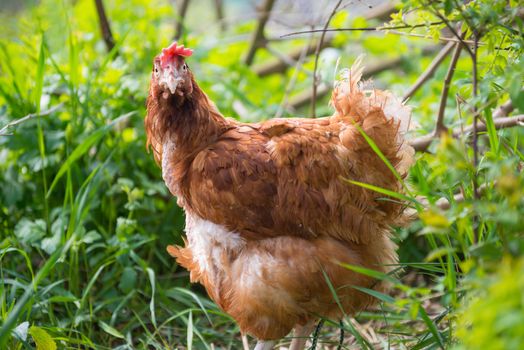 Orange chicken hen walking on the green grass