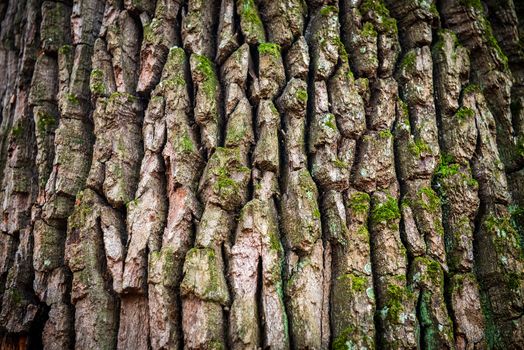 Dark brown oak bark can be used for background and texture