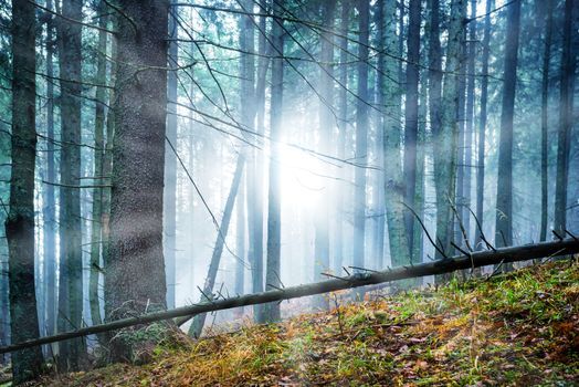 Mysterious fog in the green forest with pines. Sun shining through trees.