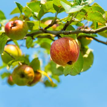 Juicy red apples on the branch with blue sky background
